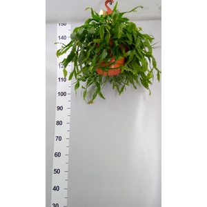 Rhipsalis   ...