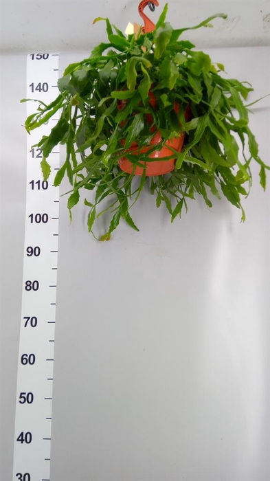 <h4>Rhipsalis   ...</h4>