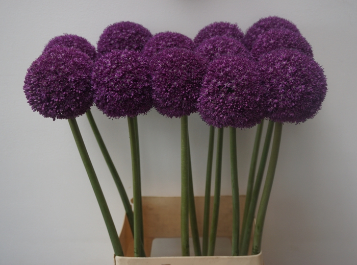<h4>ALLIUM AMBASSADOR</h4>