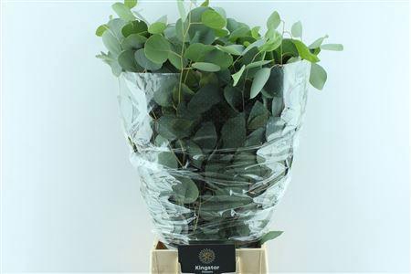 <h4>EUC POLYANTHEMO P BS</h4>