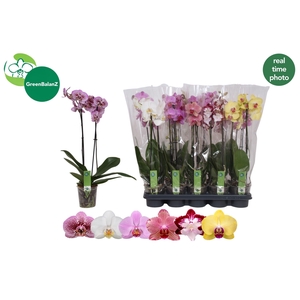 PHAL GEM