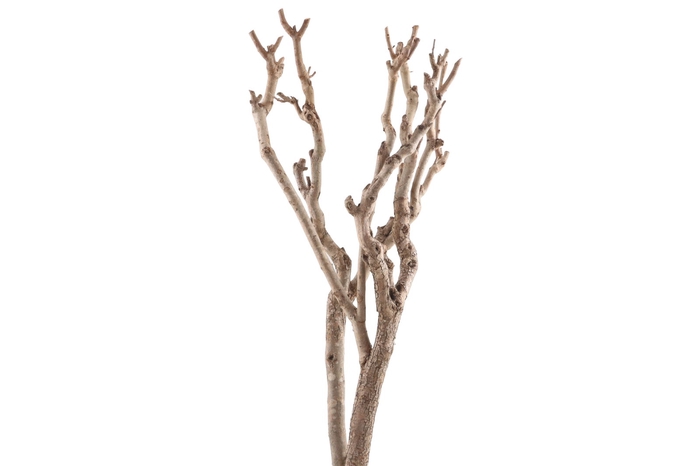 <h4>Syringa Branch Super Kohn</h4>