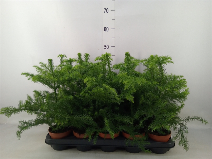 <h4>Araucaria heterophylla</h4>