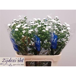 Aster Nb Cassy