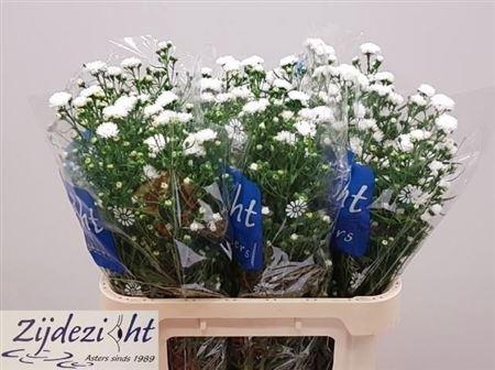 <h4>Aster Nb Cassy</h4>