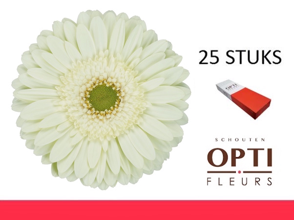 <h4>GE GR MINT-Doosx25</h4>