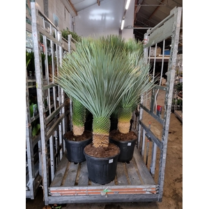 YUC ROSTRATA