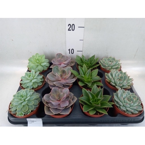 Echeveria   ...mix