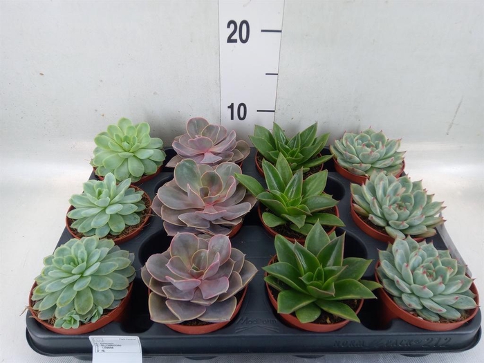 <h4>Echeveria ...mix</h4>