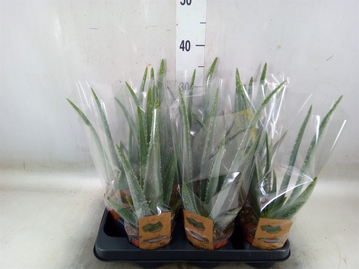 <h4>Aloe vera</h4>
