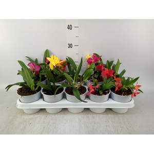 Cattleya   ...