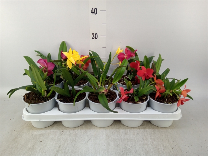 <h4>Cattleya   ...</h4>