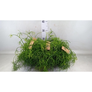 Rhipsalis baccifera 'Oasis'