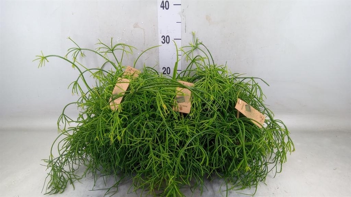 <h4>Rhipsalis baccifera 'Oasis'</h4>