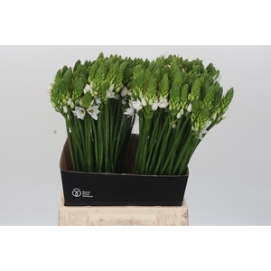 Ornithogalum Mount Fuji