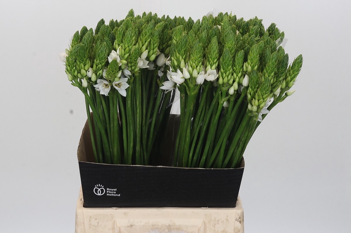 <h4>Ornithogalum Mount Fuji</h4>