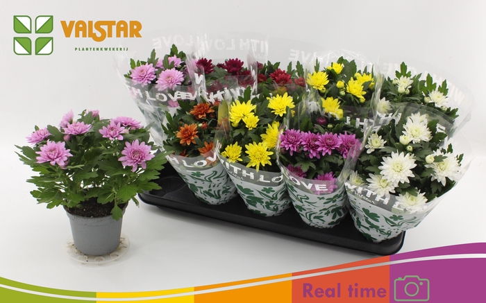 <h4>CHRYS GEM 7 KL</h4>