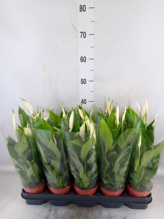<h4>Spathiphyllum  'Bellini'</h4>