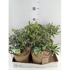 Arr.   Tuinplanten H%