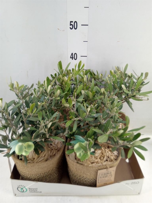 <h4>Arr.   Tuinplanten H%</h4>