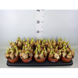 Narcissus  'Tete a tete'