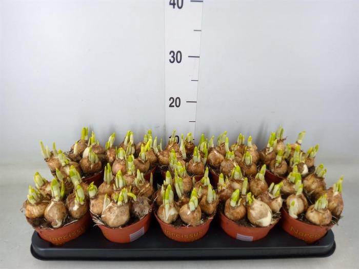 <h4>Narcissus  'Tete a tete'</h4>