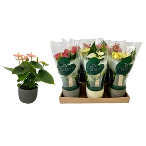 Anthurium mix 9cm Luxury keramiek