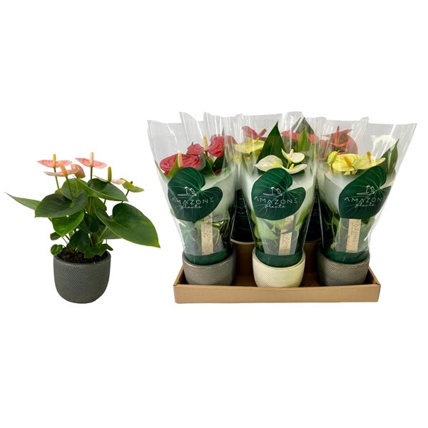 <h4>Anthurium mix 9cm Luxury keramiek</h4>