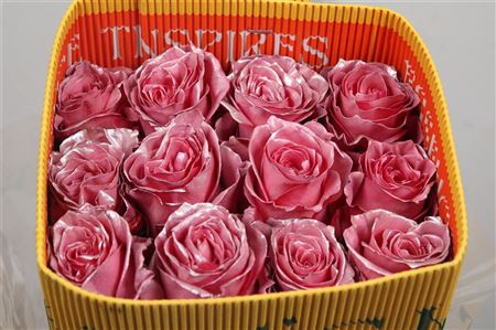<h4>R Gr Nacar Pink Ec</h4>