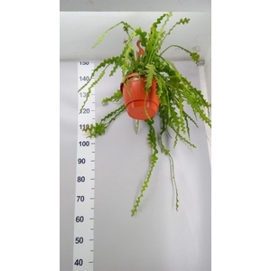 Epiphyllum anguliger