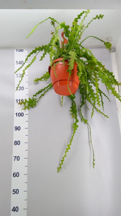 <h4>Epiphyllum anguliger</h4>