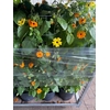 Calibrachoa Zuil 100cm