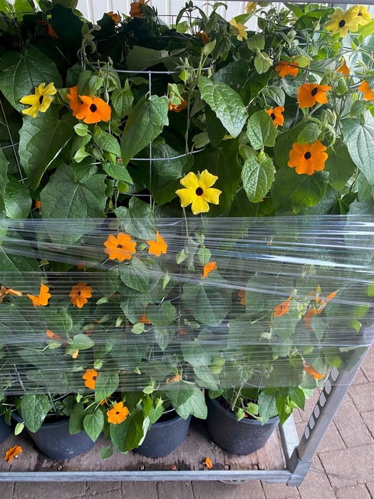 Calibrachoa Zuil 100cm