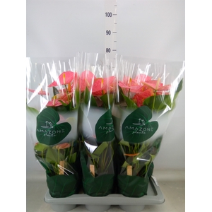 Anthurium andr. 'Colorado'