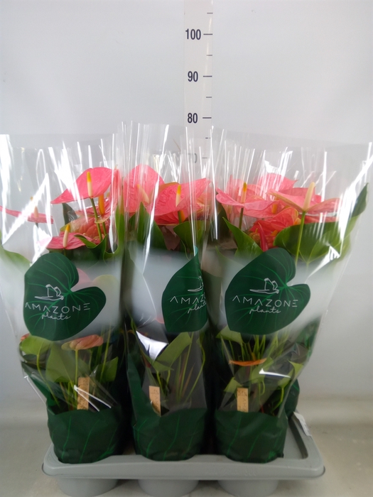 <h4>Anthurium andr. 'Colorado'</h4>