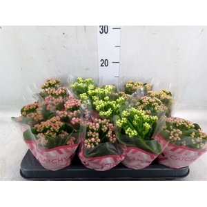 Kalanchoe blos.   ..rosebud mix  5