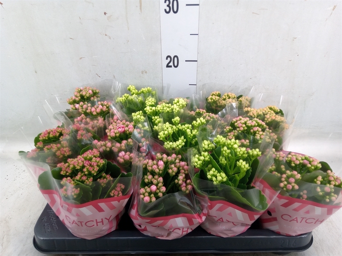 <h4>Kalanchoe blos.   ..rosebud mix  5</h4>