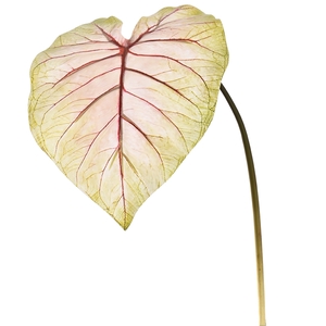 Caladium leaf 113cm pink green