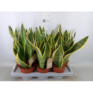 Sansevieria trifa. 'Futura Superba'