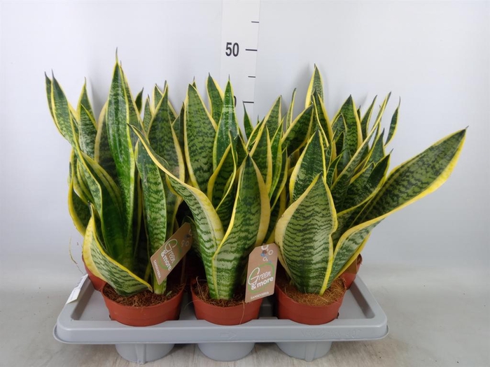 <h4>Sansevieria trifa. 'Futura Superba'</h4>