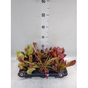 Sarracenia   ...