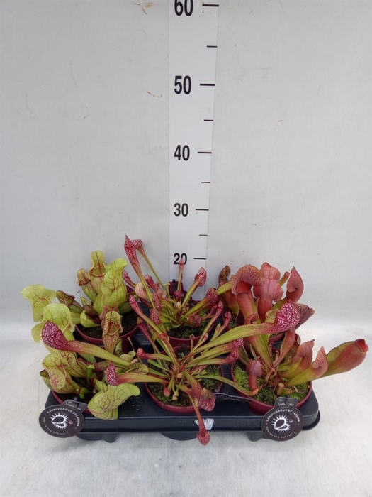 <h4>Sarracenia   ...</h4>