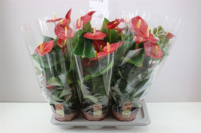 <h4>Anth An Tremendo</h4>