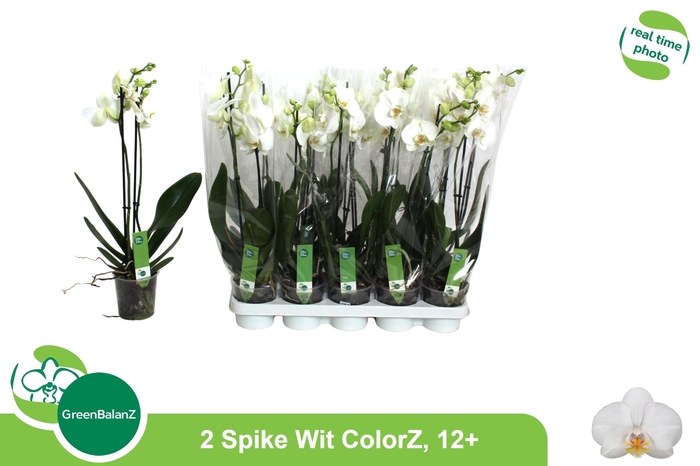 <h4>PHAL OV WIT</h4>