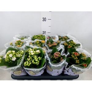 Kalanchoe blos.   ..rosebud mix  5