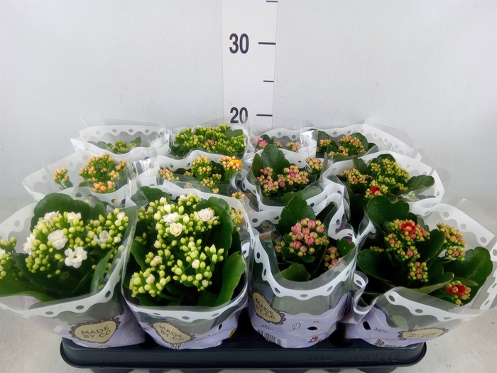 <h4>Kalanchoe blos.   ..rosebud mix  5</h4>