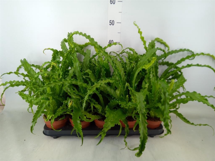 <h4>Asplenium antiquum 'Osaka'</h4>