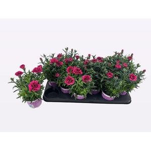 DIAN OSC PURPLE WING