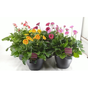 Gerbera  'Garvinea'   ...mix
