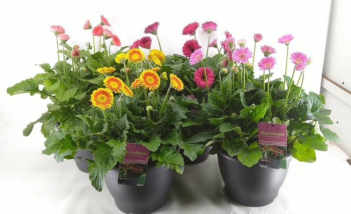<h4>Gerbera  'Garvinea'   ...mix</h4>